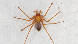 Печерні павуки троглораптори винайшли рідкісні гачки для полювання в темряві