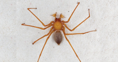Печерні павуки троглораптори винайшли рідкісні гачки для полювання в темряві