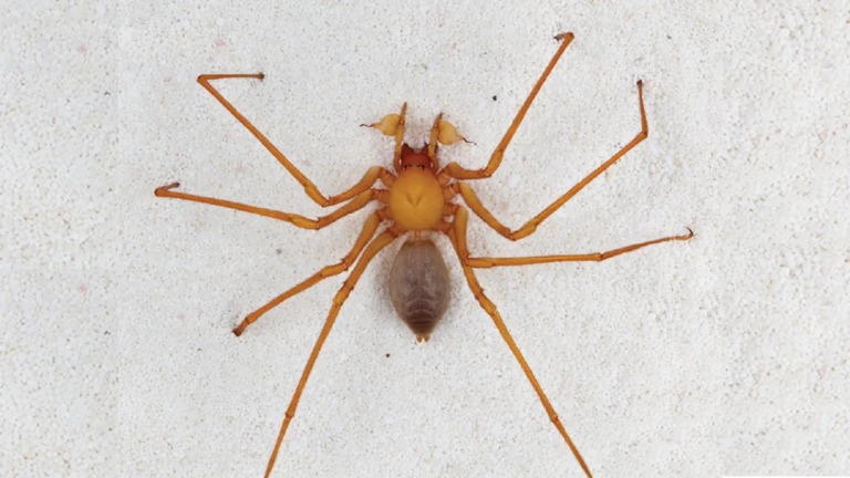 Печерні павуки троглораптори винайшли рідкісні гачки для полювання в темряві