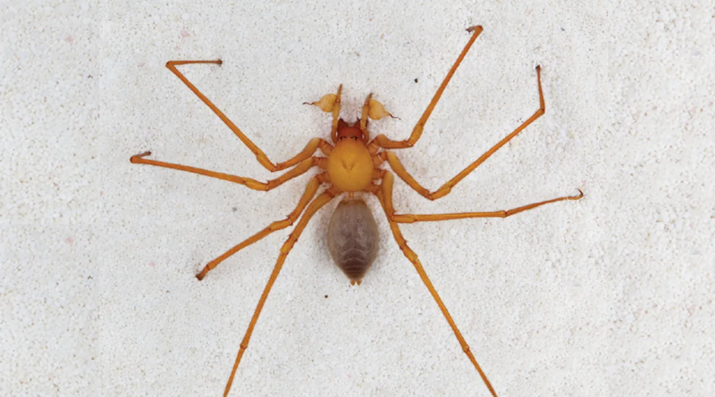 Печерні павуки троглораптори винайшли рідкісні гачки для полювання в темряві
