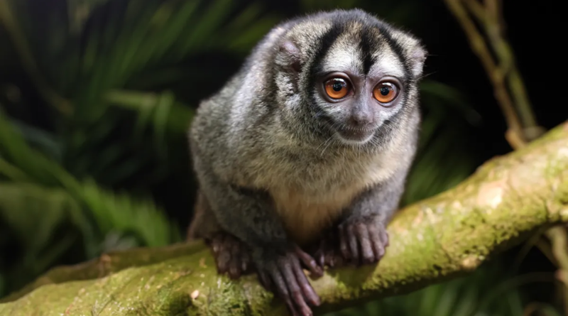 Знайомтеся, мавпа-сова: Єдиний у світі вид нічних мавп