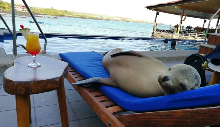 Морський лев скупався в готельному басейні, а потім вкрав шезлонг у туриста
