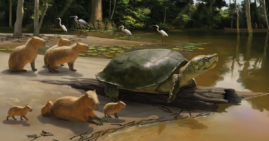 Новий вид гігантських черепах, які жили 40 000 років тому, є одним панциром скам'янілості