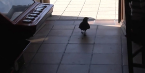 Вміє говорити привіт: ворона вже 26 років ходить снідати в один і той самий бар (Відео)