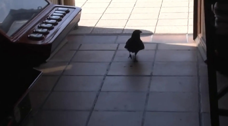 Вміє говорити привіт: ворона вже 26 років ходить снідати в один і той самий бар (Відео)