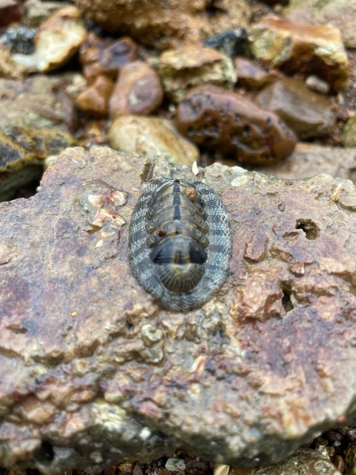 Химерні морські тварини, вкриті очима, еволюціонували чотири рази