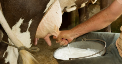 Генетично модифікована корова вперше у світі виробляє людський інсулін у молоці