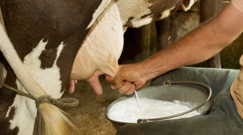 Генетично модифікована корова вперше у світі виробляє людський інсулін у молоці