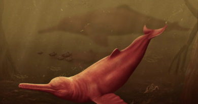 16-мільйонний череп відкрив нового величезного стародавнього дельфіна з річки Амазонки