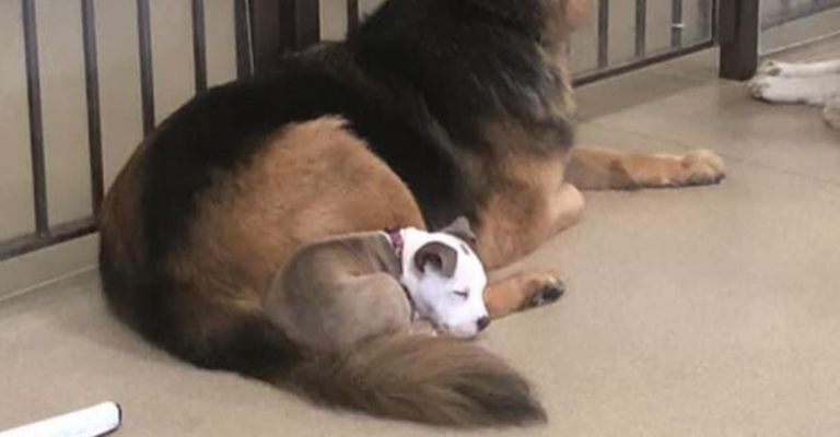 Смішне і хитре цуценя в якості подушки використовує хвости своїх пухнастих друзів