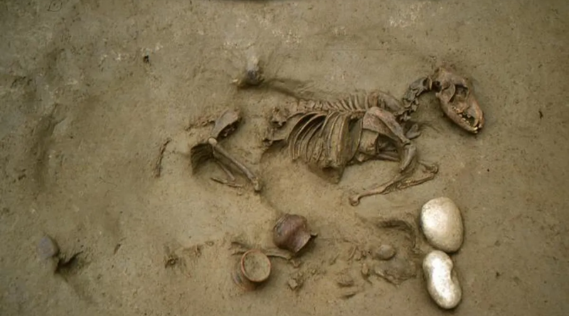 В Італії знайдено доримські скелети, поховані разом із собаками та кіньми
