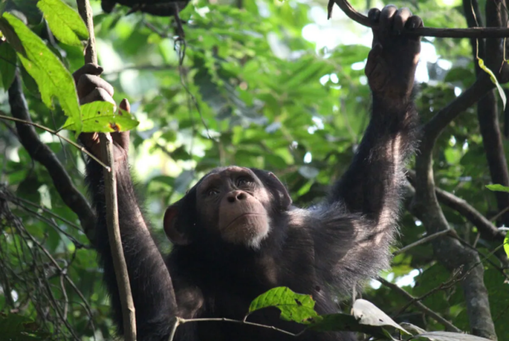 Третина африканських людиноподібних мавп перебуває під загрозою через видобуток акумуляторних металів