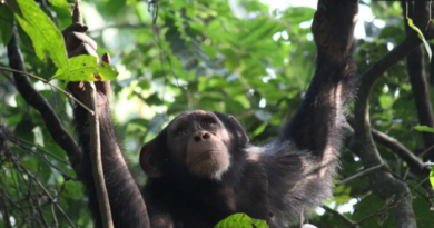 Третина африканських людиноподібних мавп перебуває під загрозою через видобуток акумуляторних металів