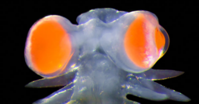 Химерний морський черв'як має очі, які важать у 20 разів більше, ніж решта його голови