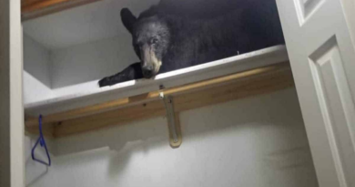 Дикий ведмідь заліз в комору житлового будинку і навідріз відмовлявся її покидати