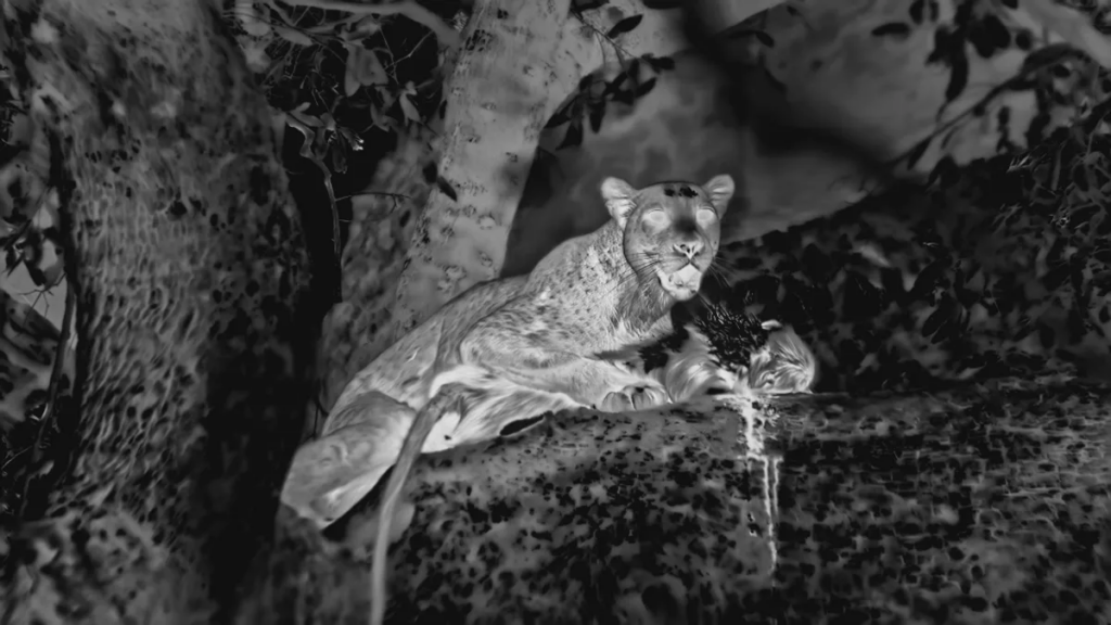 Вперше у світі показано, як леопард полює на бабуїнів вночі