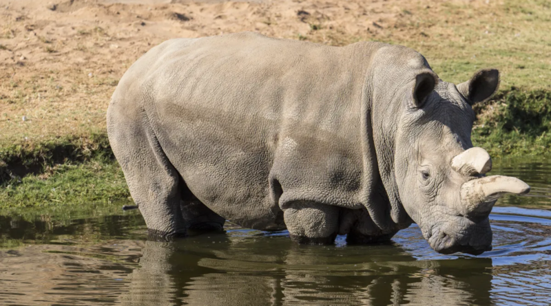 Заморожена шкіра мертвих носорогів може врятувати північного білого носорога від вимирання