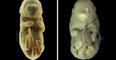 Вчені створили ембріон миші з 6 ногами та без геніталій
