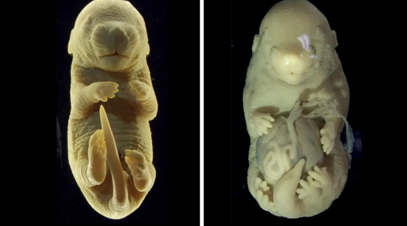 Вчені створили ембріон миші з 6 ногами та без геніталій