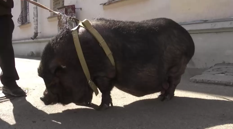 У Києві в квартирі живе 100-кілограмова свиня