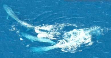 Рідкісні фото показують, як сині кити виконують найбільший шлюбний танець на Землі