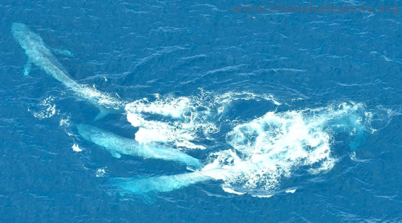 Рідкісні фото показують, як сині кити виконують найбільший шлюбний танець на Землі