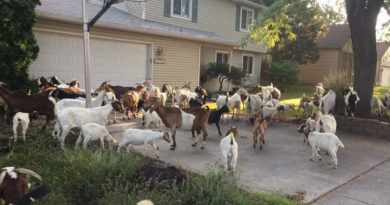 Вулиці міста в Каліфорнії заполонили кози-рятувальники (Відео)