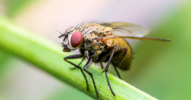 Експерти розповіли про засіб, який допоможе позбутися мух