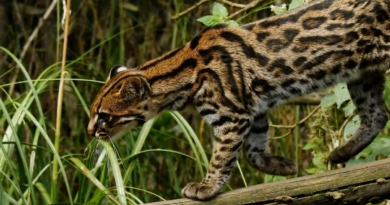 Виявлено новий вид надзвичайно милих тигрових котів