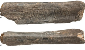 Гравірована кістка доісторичного ведмедя - найдавніший зразок неандертальської культури