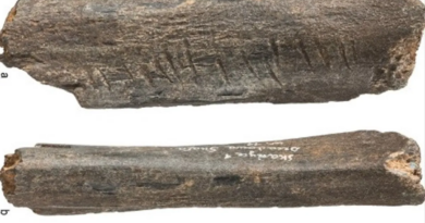Гравірована кістка доісторичного ведмедя - найдавніший зразок неандертальської культури