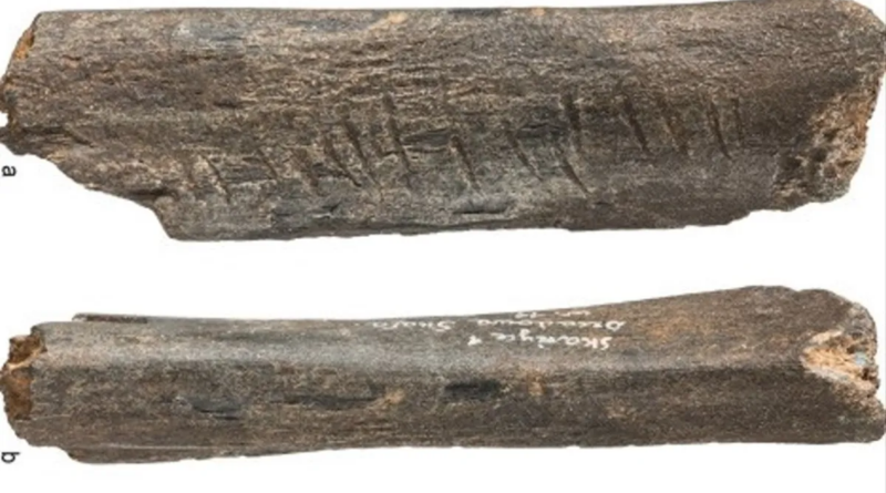 Гравірована кістка доісторичного ведмедя - найдавніший зразок неандертальської культури