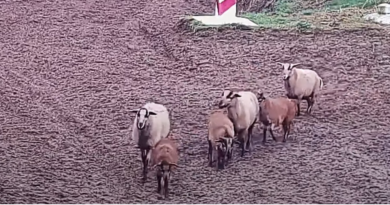 На польському кордоні стадо овець порушило кордон