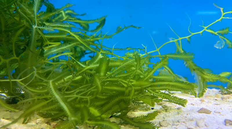 Ця пір'яста морська водорість насправді є найбільшим одноклітинним організмом у світі