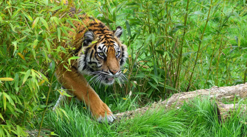 Нові дослідження ДНК вказують на можливе існування яванського тигра