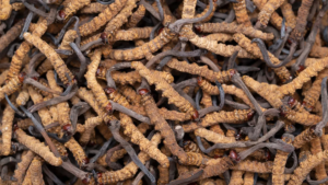 Цей зомбі-гриб - один з найдорожчих природних ресурсів у світі