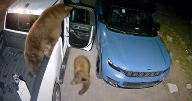 Ведмеді легко відчинили двері двох припаркованих автомобілів (Відео)