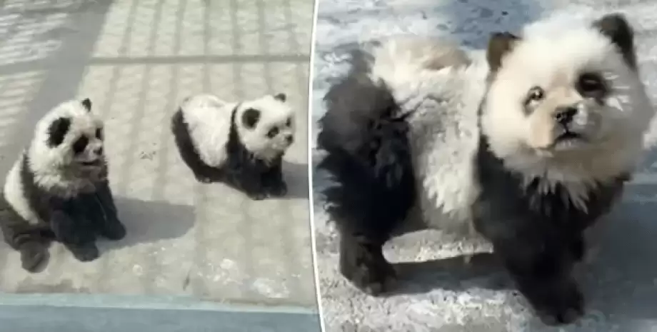 Зоопарк потрапив у скандал через "панд", які виявилися собаками