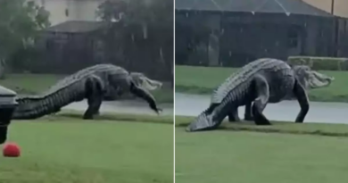 У Флориді великий алігатор прогулявся по полю для гольфу і налякав любителів фауни