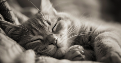 Знайдено найсоннішого кота у світі (Фото)