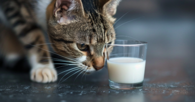Пташиний грип у сирому коров'ячому молоці вперше призвів до загибелі фермерських котів