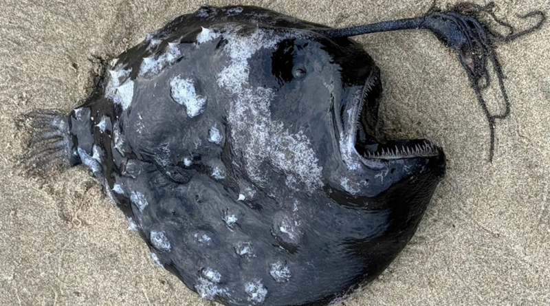 Рідкісна Тихоокеанська риба-футболістка вимилася на берег в Орегоні
