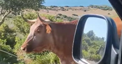 Водій заблукав, але корова сміховино підказала чоловіку дорогу