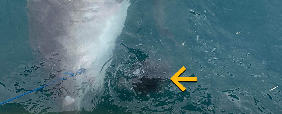 Морський біолог був шокований, побачивши, як акула виблювала єхидну