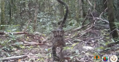 Чарівна сім'я диких борнейських хмарних леопардів вперше потрапила на камеру