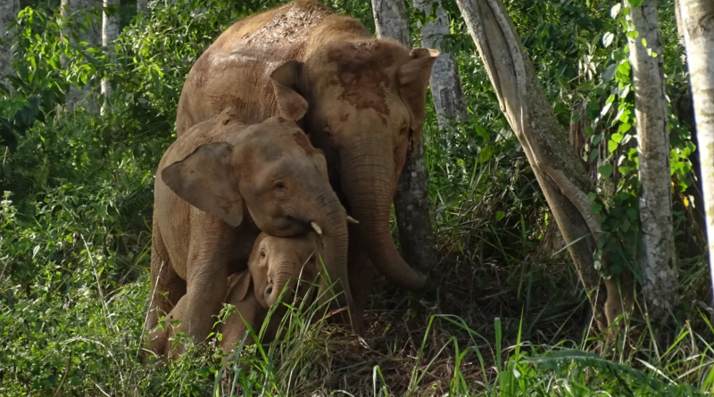 Найменший слон у світі тепер офіційно перебуває під загрозою зникнення
