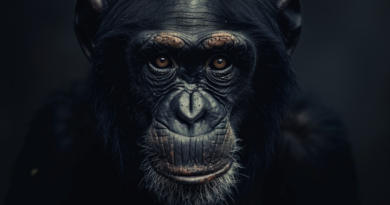 Кумедне відео, на якому шимпанзе вирішила навести порядок у своєму вольєрі