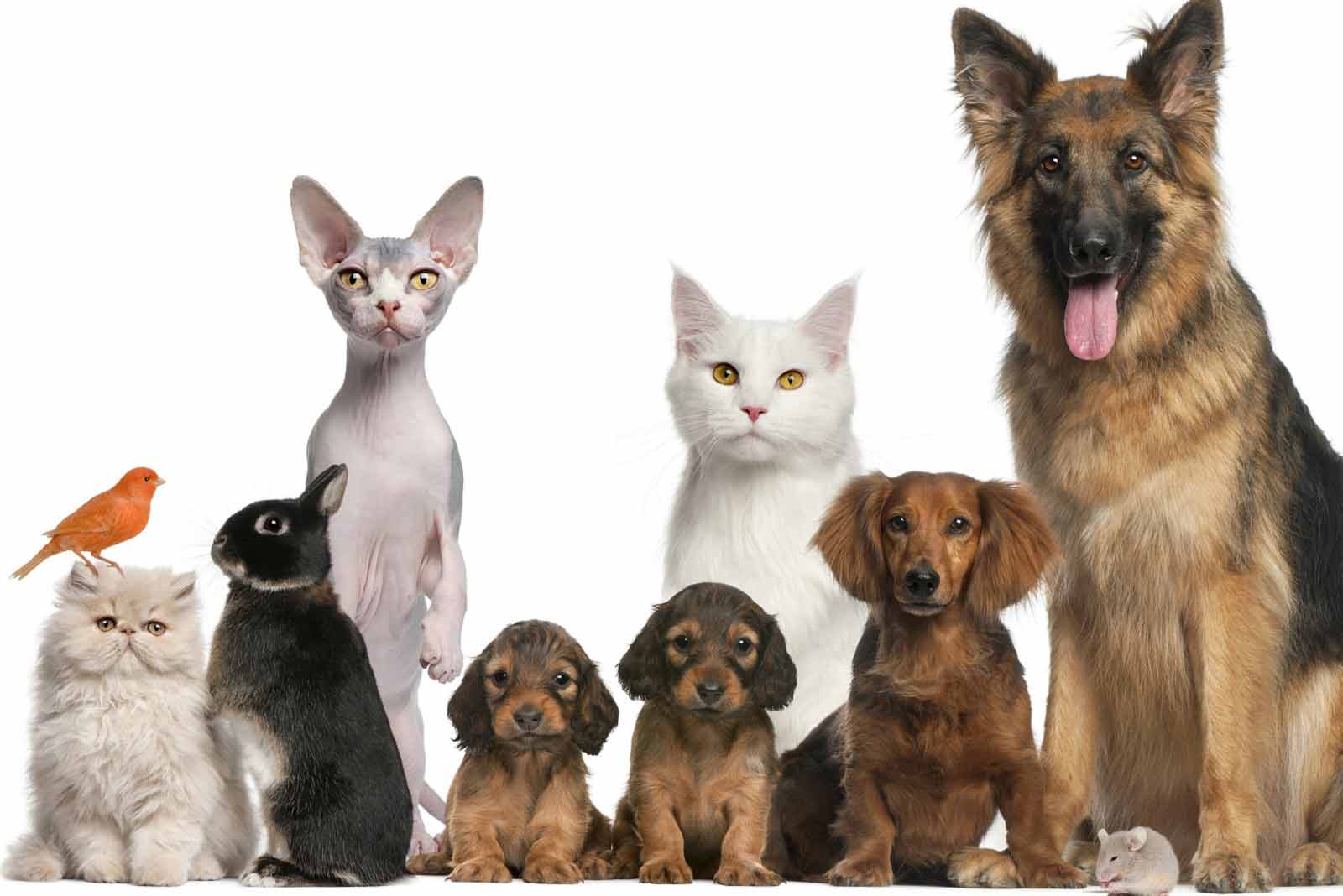Онлайн ветеринарная аптека VetPreparaty: все что нужно для здоровья ваших животных