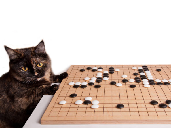 Cat playing boardgame Go (weiqi, wei-chi). Cat near desk for board game Go with black and white bones. Traditional asian strategy boardgame