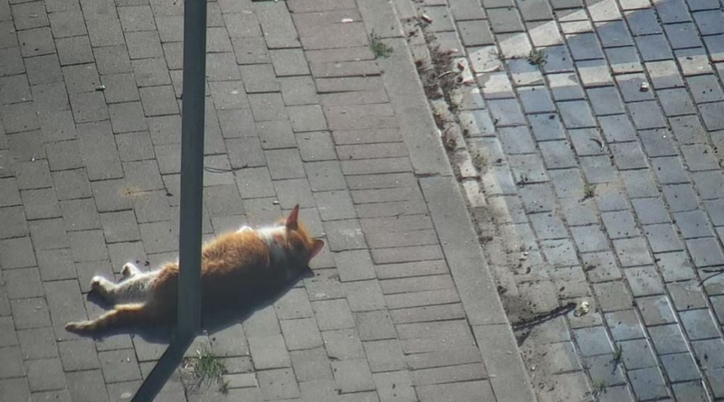 У Польщі викликали поліцію через кота, який заснув на вулиці